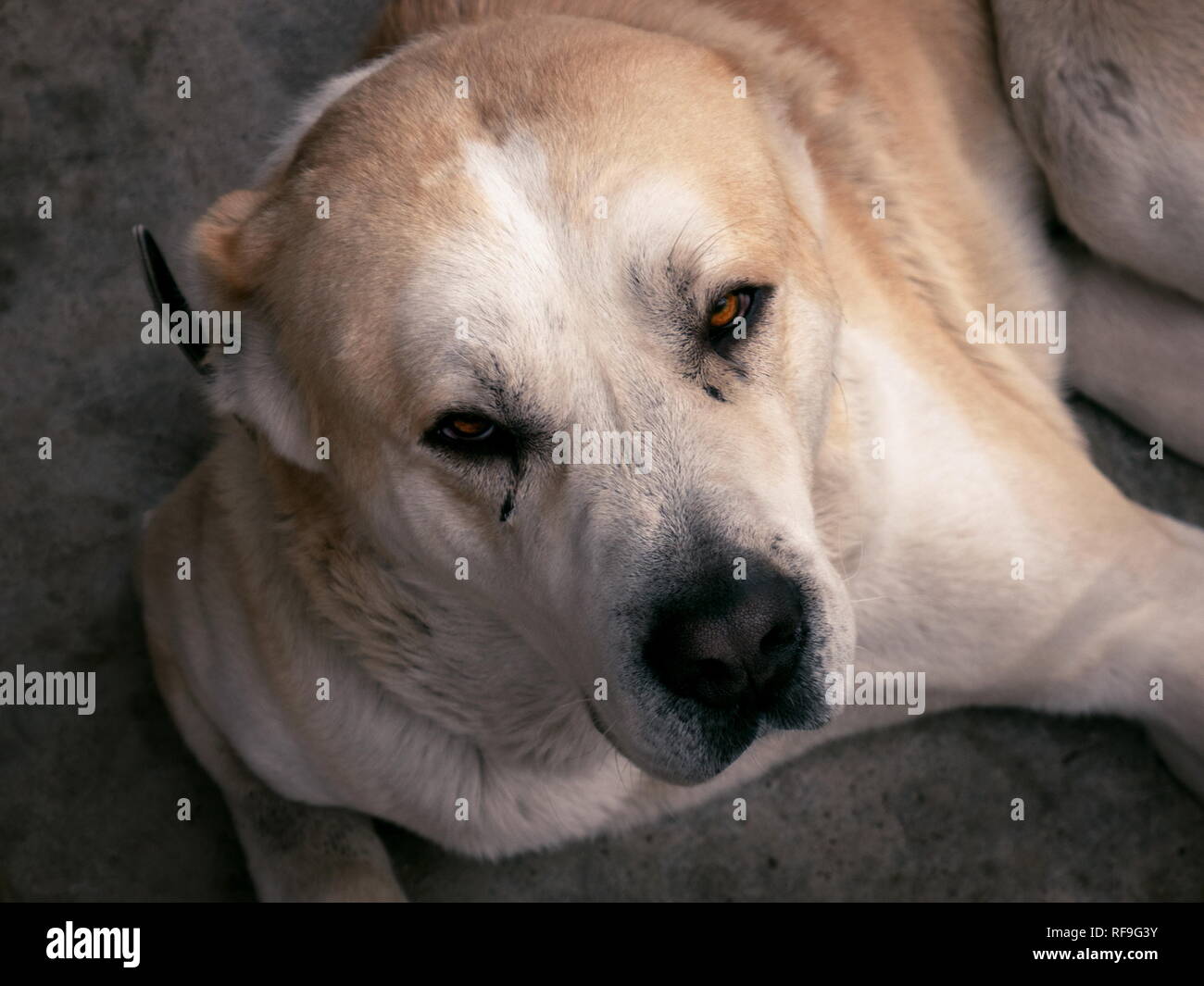 In Asia centrale il cane pastore. Alabai ritratto Foto Stock