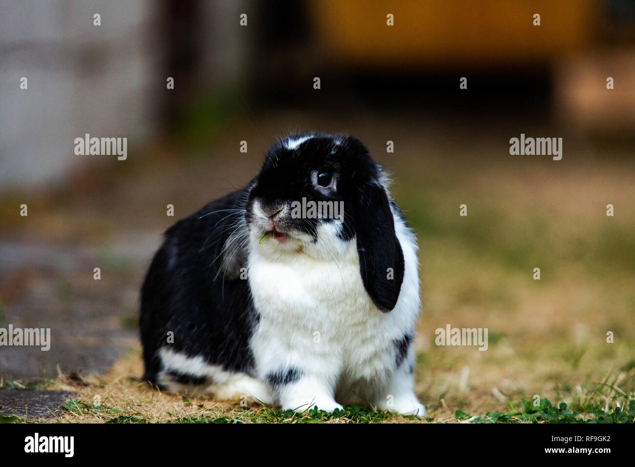Leone testa coniglio / mini lop coniglio Foto Stock