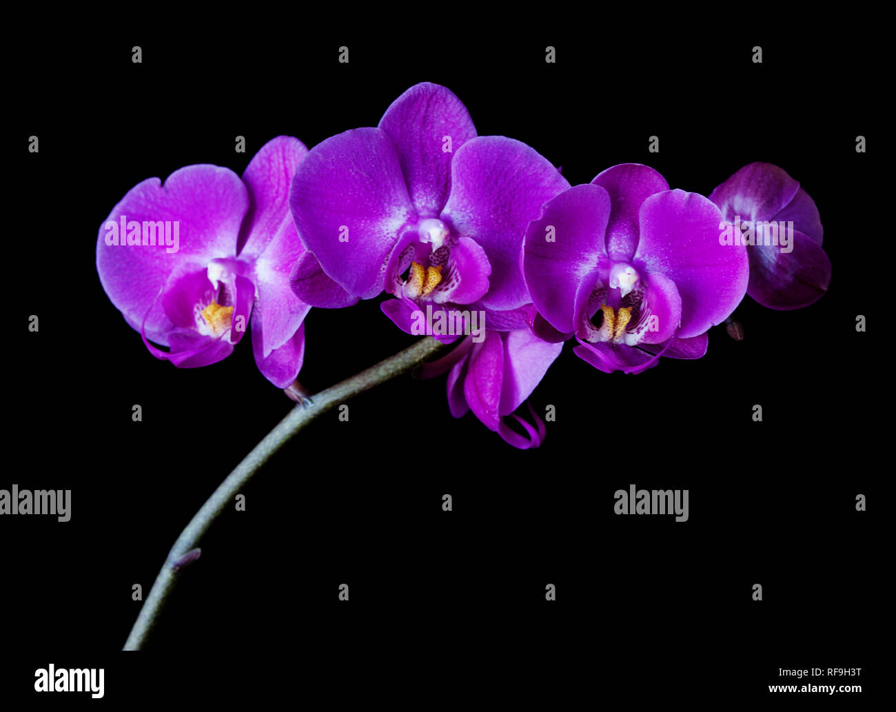 Il ramo con viola-rosa fiori di orchidea falena isolati su sfondo nero Foto Stock