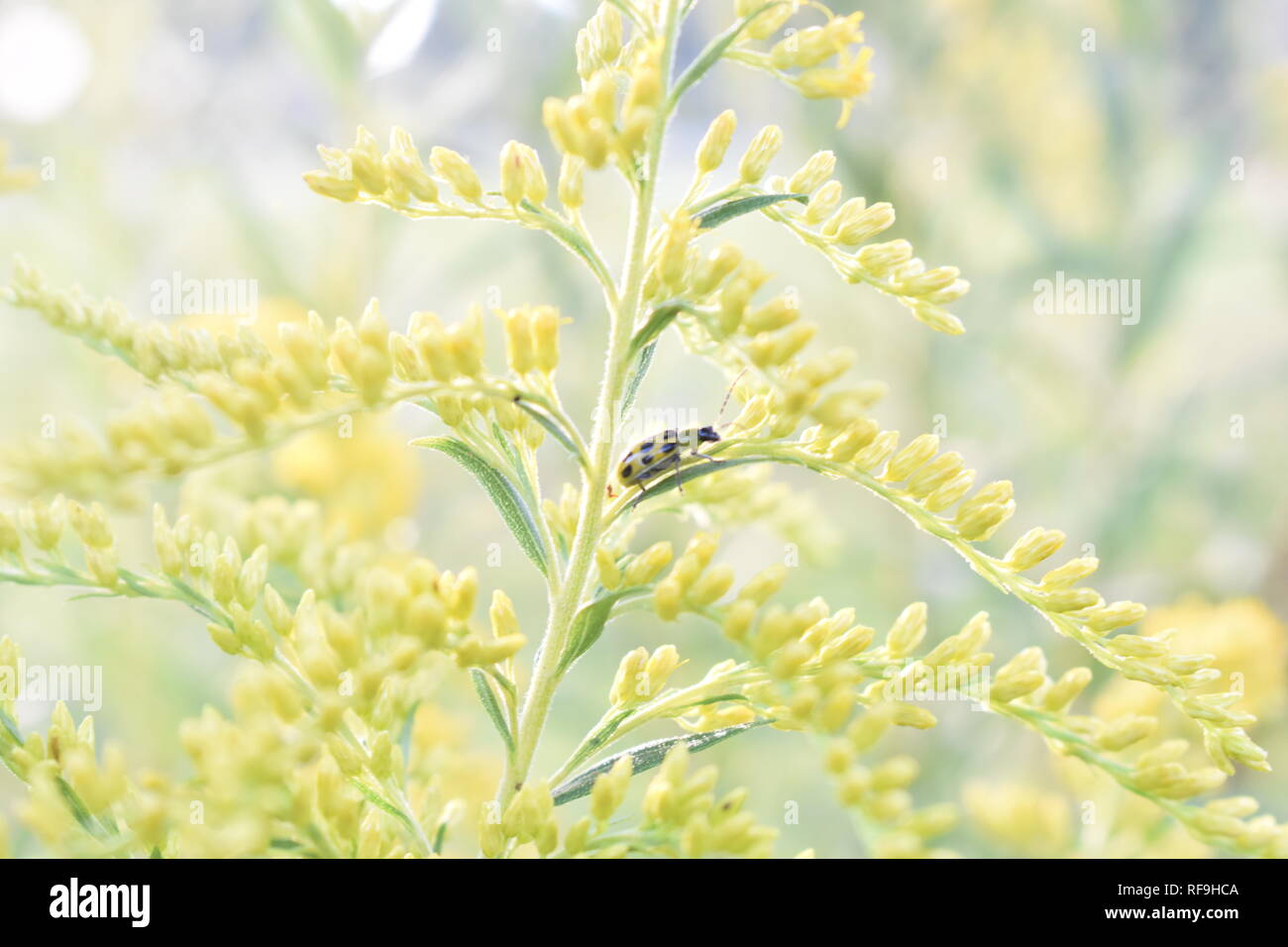 Close-up di fiori di oro con macchiato il cetriolo beetle insetto (Diabrotica undecimpunctata) Foto Stock