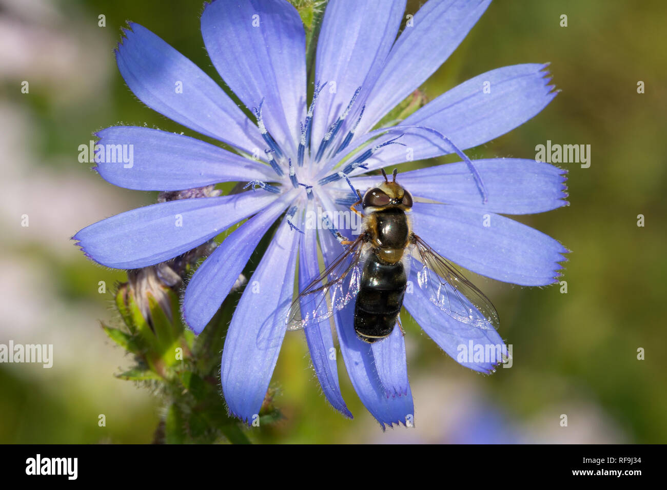 Späte Großstirnschwebfliege, melanistisch, Melanismus, "Schwarzfärbung', Späte Großstirn-Schwebfliege, Weiße Dickkopf-Schwebfliege, Blasenköpfige Schw Foto Stock