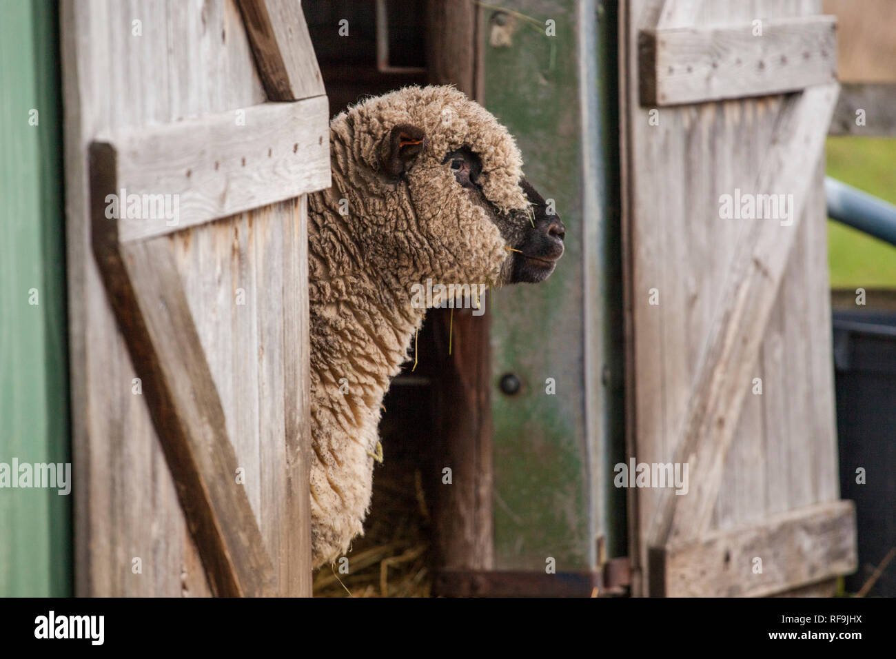 Pecora Pecora in piedi nella porta del granaio che guarda verso il campo durante il giorno in una fattoria di campagna inglese. British allevamento di ovini Foto Stock