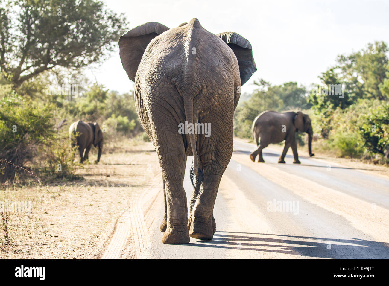 Un elefante a camminare sulla strada nel Parco Nazionale di Kruger in Sud Africa Foto Stock