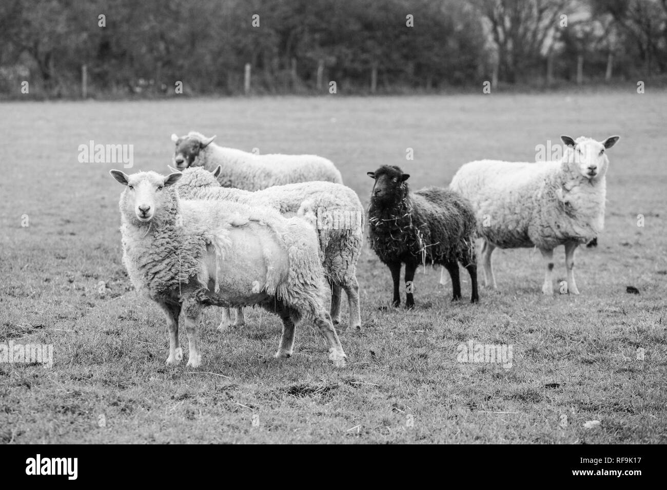 Gregge di pecore in piedi in un campo verde su un nuvoloso giorno inverni in Inghilterra Foto Stock
