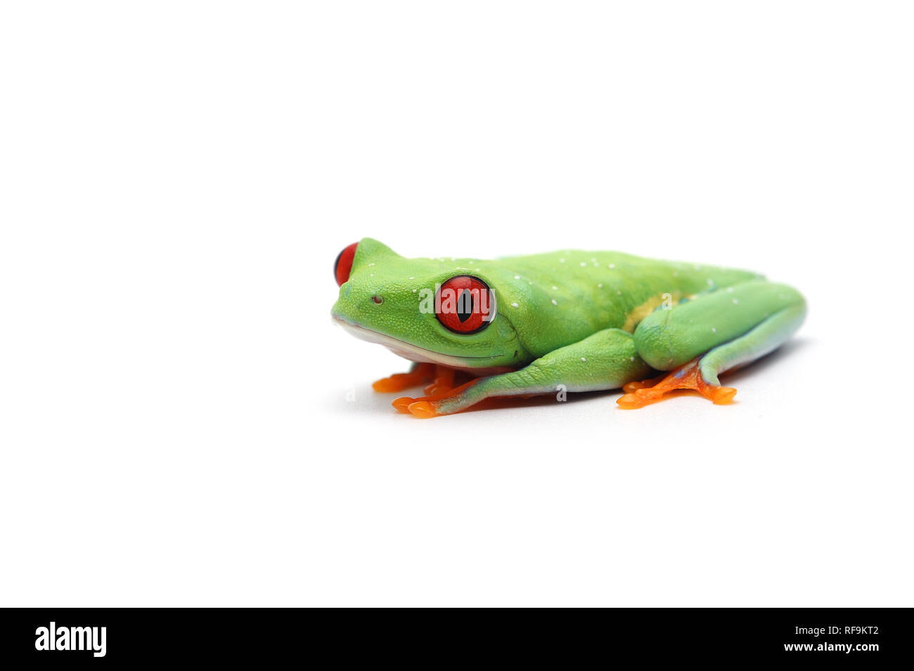 Con gli occhi rossi raganella isolati su sfondo bianco Foto Stock