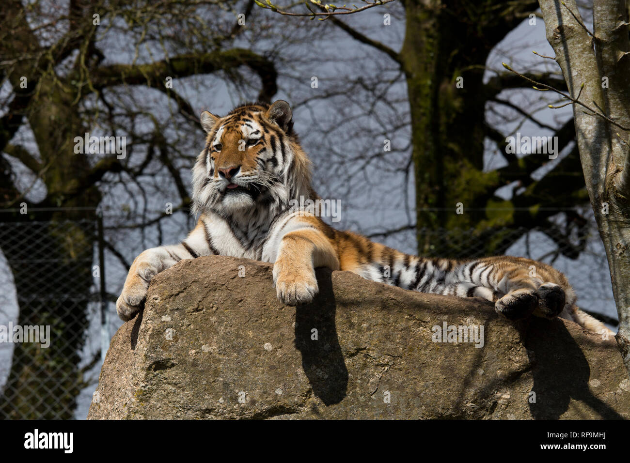 Una tigre di Amur siede sul suo rock in Zoo Dartmoor Devon Foto Stock