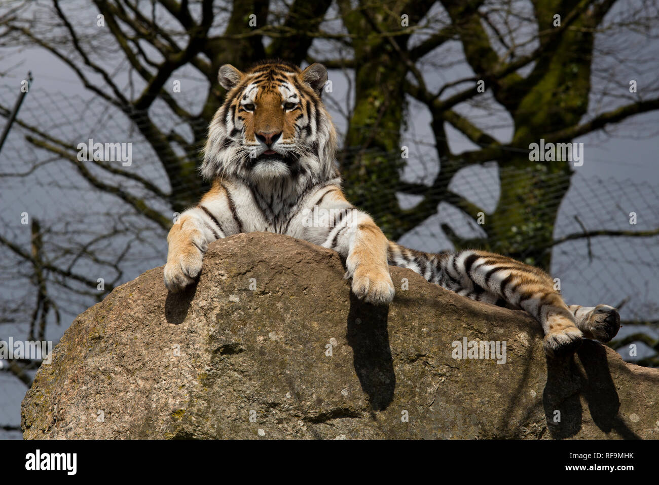 Una tigre di Amur siede sul suo rock in Zoo Dartmoor Devon Foto Stock