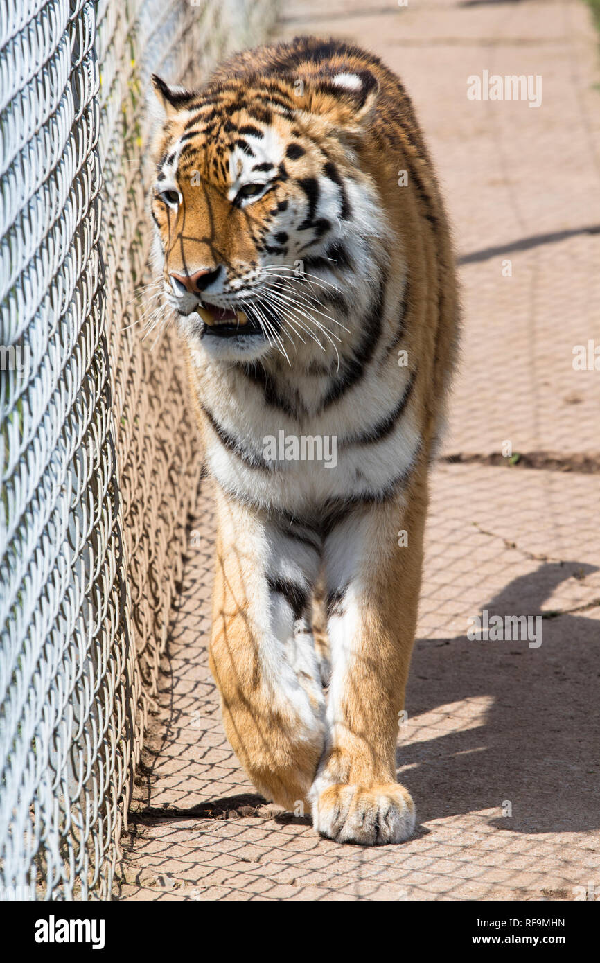 Una tigre di Amur cammina accanto alla sua gabbia a Dartmoor Devon Zoo Foto Stock