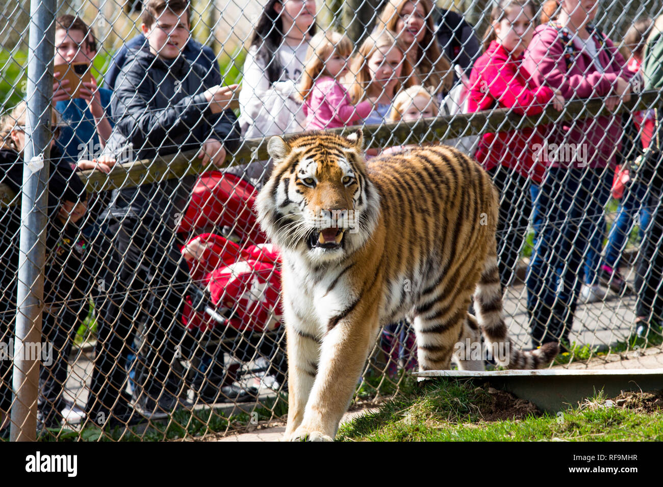 Una tigre di Amur cammina accanto alla sua gabbia a Dartmoor Devon Zoo Foto Stock