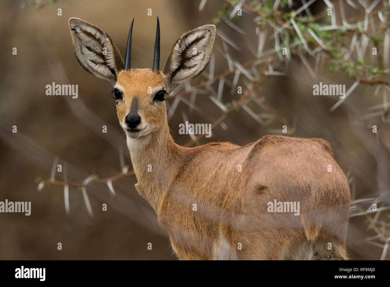 Steenbok (Raphicerus campestris) Foto Stock