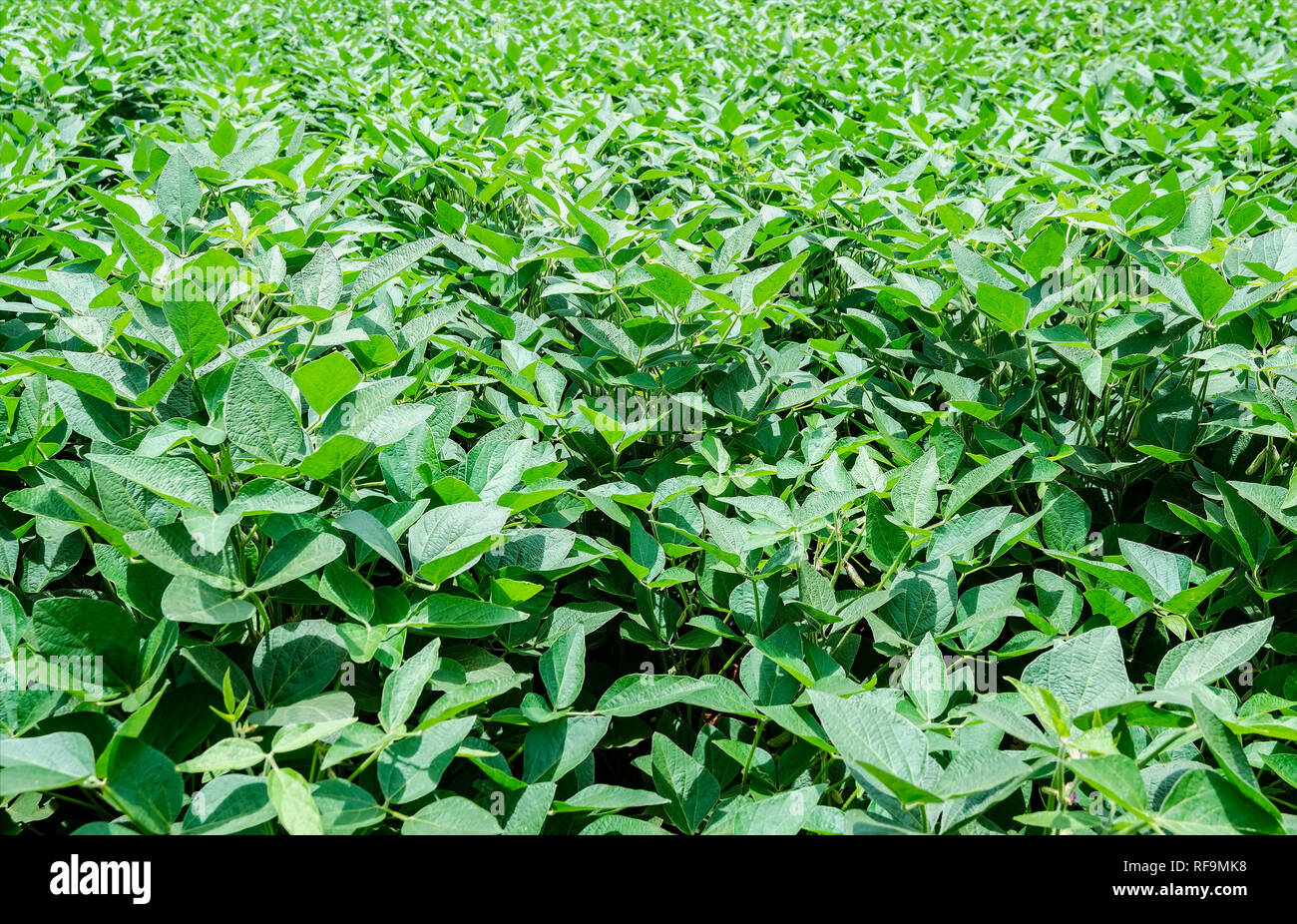 Il verde delle foglie di una piantagione di soia. Il fogliame sano. Piante di soia con nessun bug. Agricoltura brasiliano. Foto Stock