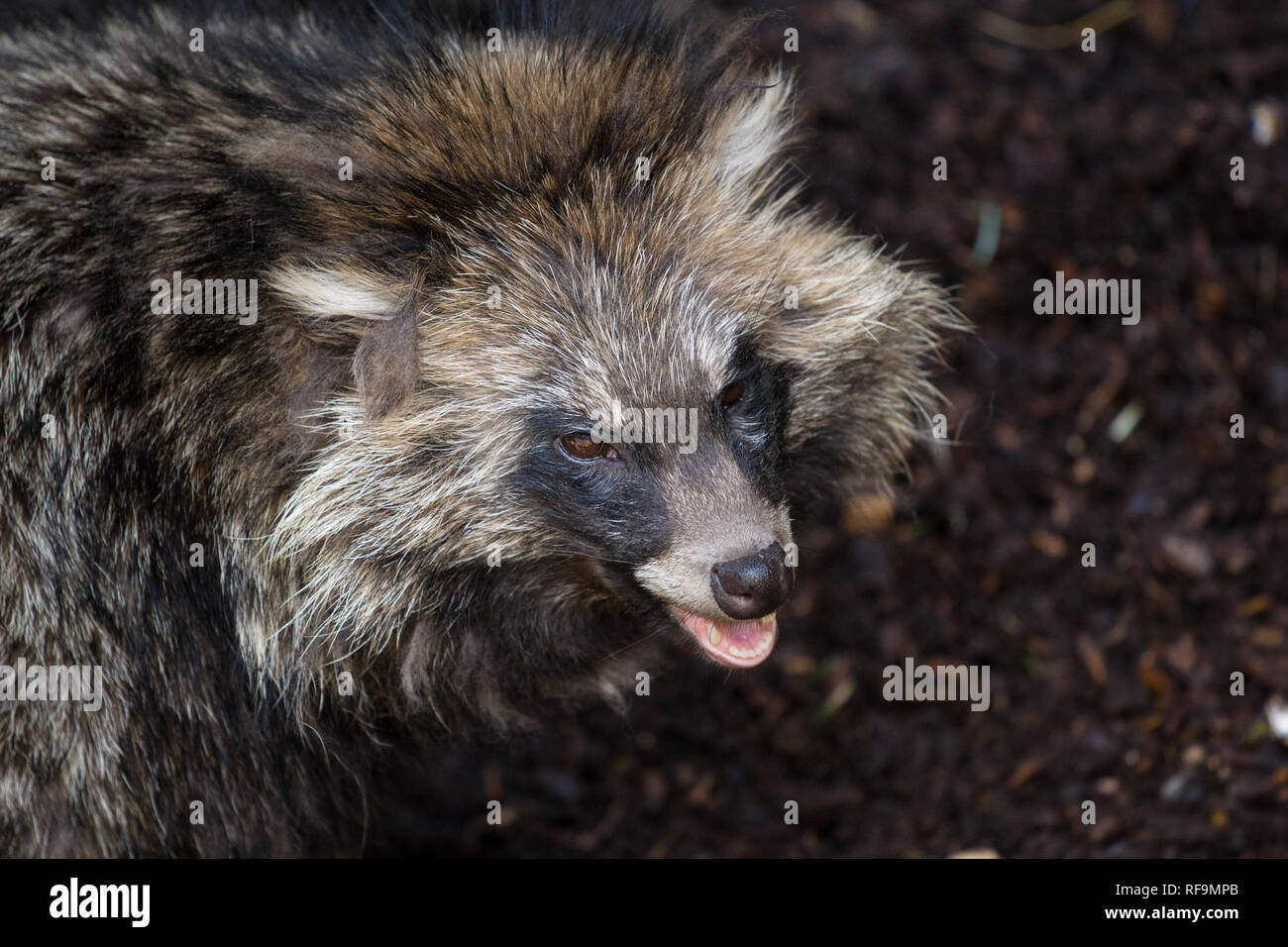 Guardando verso il basso su un Raccon in Zoo Dartmoor Devon Foto Stock