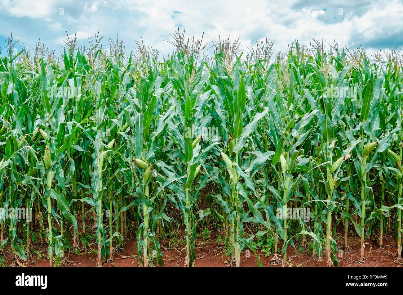 La piantagione di mais in rapida crescita e sano. Il fogliame verde, pannocchie in via di sviluppo. Scena di allevamento. Brasiliano della piantagione di mais. Foto Stock