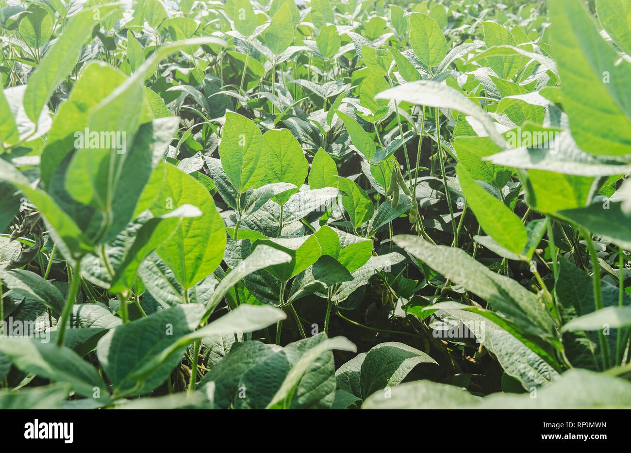 Il verde delle foglie di una piantagione di soia. Il fogliame sano. Piante di soia con nessun bug. Agricoltura brasiliano. Foto Stock