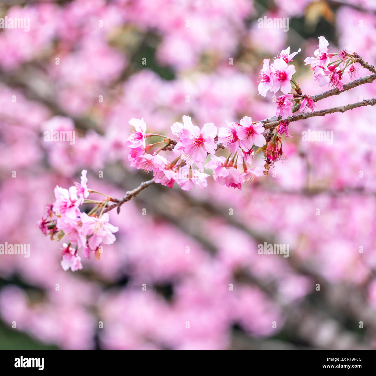 Bellissimi fiori di ciliegio sakura tree fiorisce in primavera nel parco, copia spazio, vicino. Foto Stock