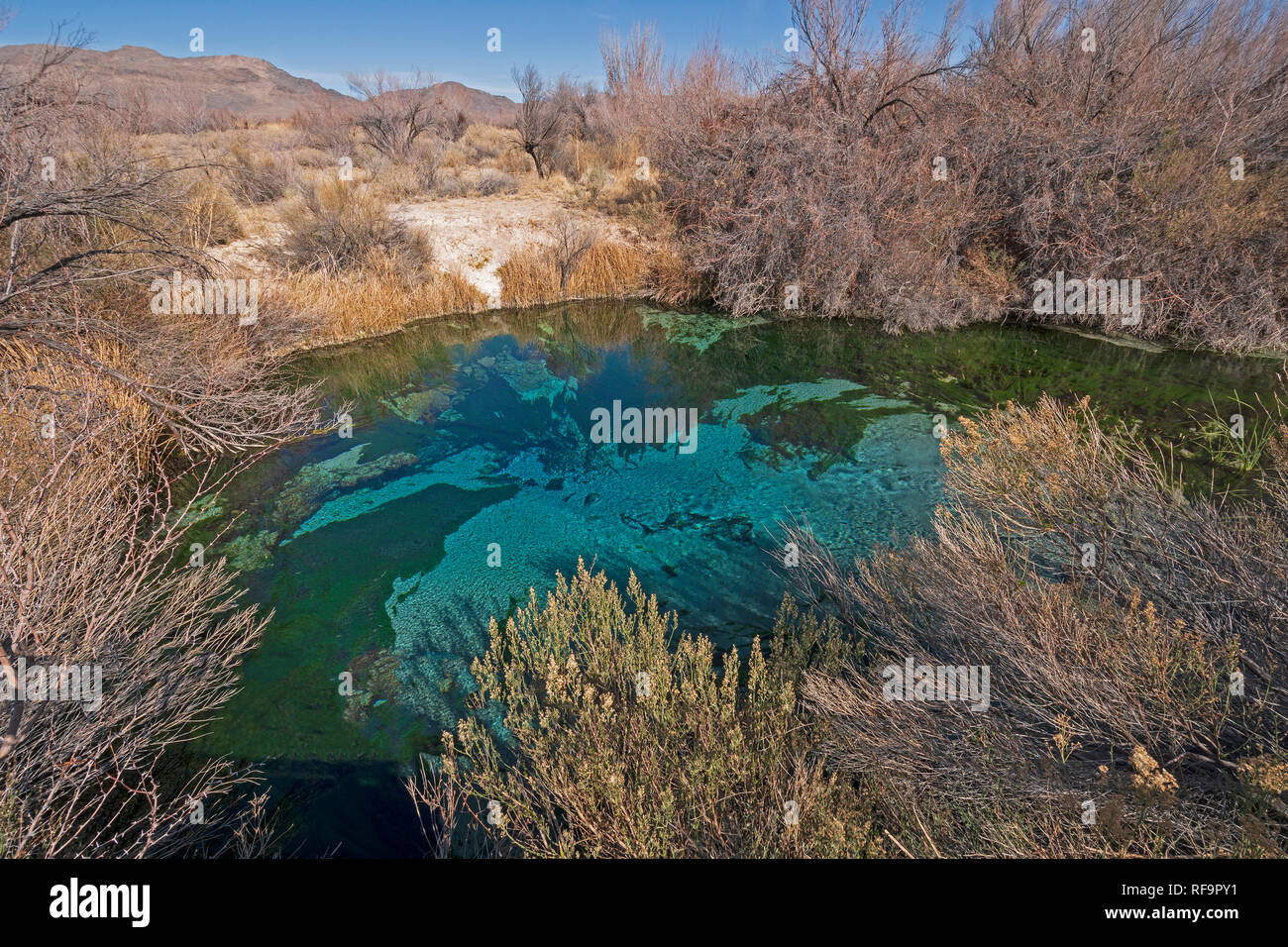 Molla di naturale in una vallata desertica nella cenere prati National Wildlife Refuge in Nevada Foto Stock