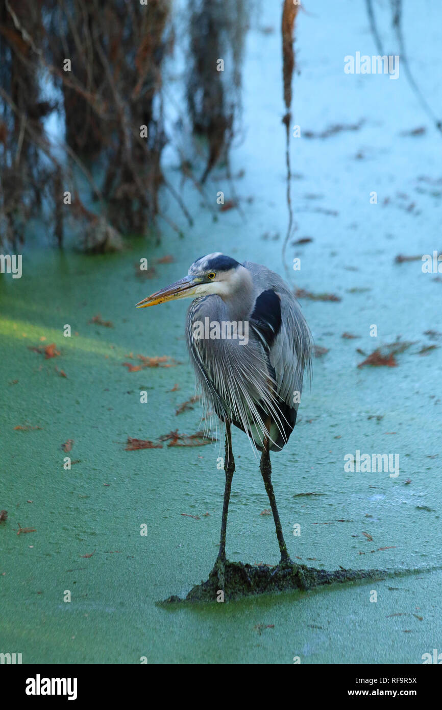 Heron in appoggio in corrispondenza di una zona umida Foto Stock