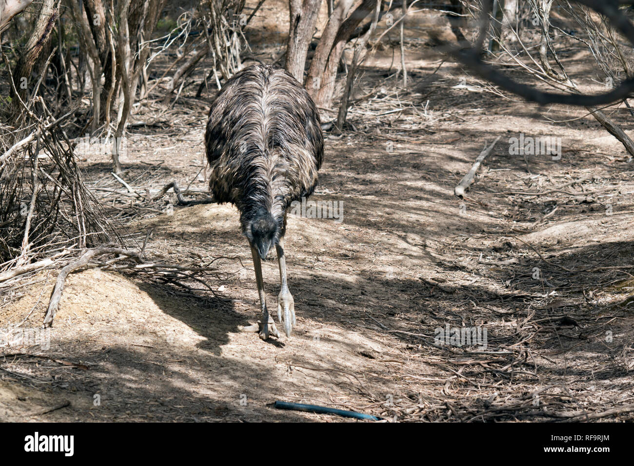 La Australian UEM è un molto alto di uccello con piumaggio lungo ha solo 3 dita su ogni gamba Foto Stock