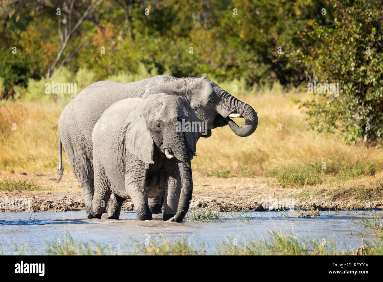 Maestose dell' elefante africano sul waterhole in Moremi Game Reserve Botswana, Africa safari wildlife Foto Stock