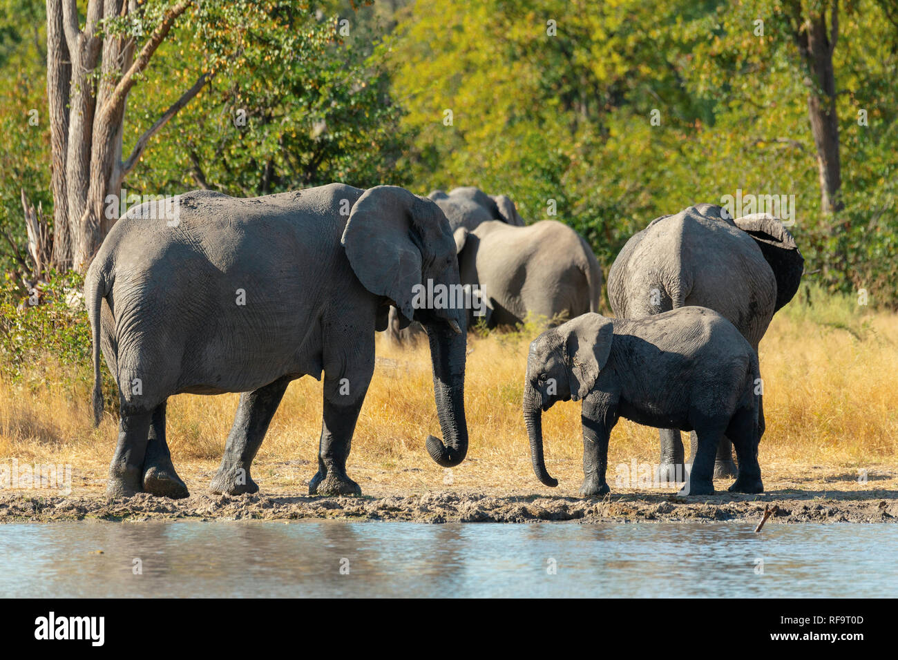 Maestose dell' elefante africano con vitello sul bambino waterhole in Moremi Game Reserve Botswana, Africa safari wildlife Foto Stock