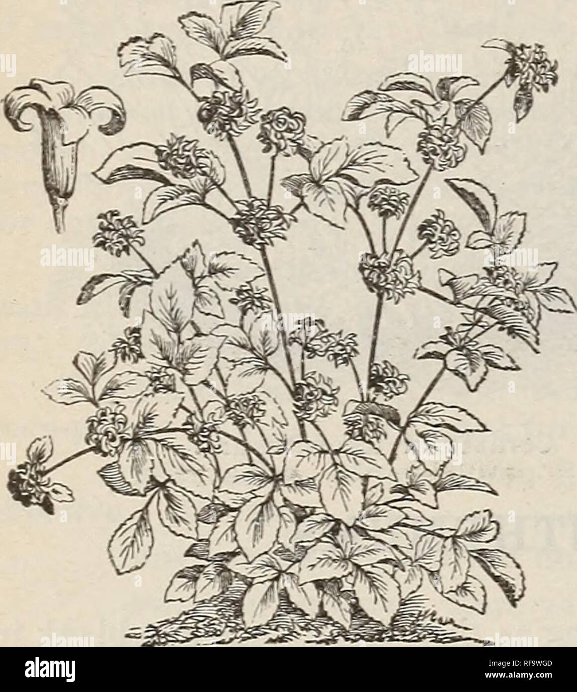 . Catalogo di hardy alberi ornamentali, arbusti, e vigne, Hardy fiori e grandi e piccoli frutti. Vivai (orticoltura) Massachusetts cataloghi; piante ornamentali, cataloghi; alberi piantine cataloghi; arbusti ornamentali Cataloghi Cataloghi di fiori e alberi da frutto piantine Cataloghi Cataloghi di frutta. i*8 Catalogo del vivaio di lettura, messa. -J. W. Manning, titolare. La CLEMATIDE - Vergine's Bower. (Ranunculacece.) un prezioso classe, dando più prolifici risultati di fiori e tutti di cultura più semplice nel giardino in comune del suolo. I tipi di arrampicata sono lodevoli per la copertura di grigliati e mandrini, e per cl. Foto Stock