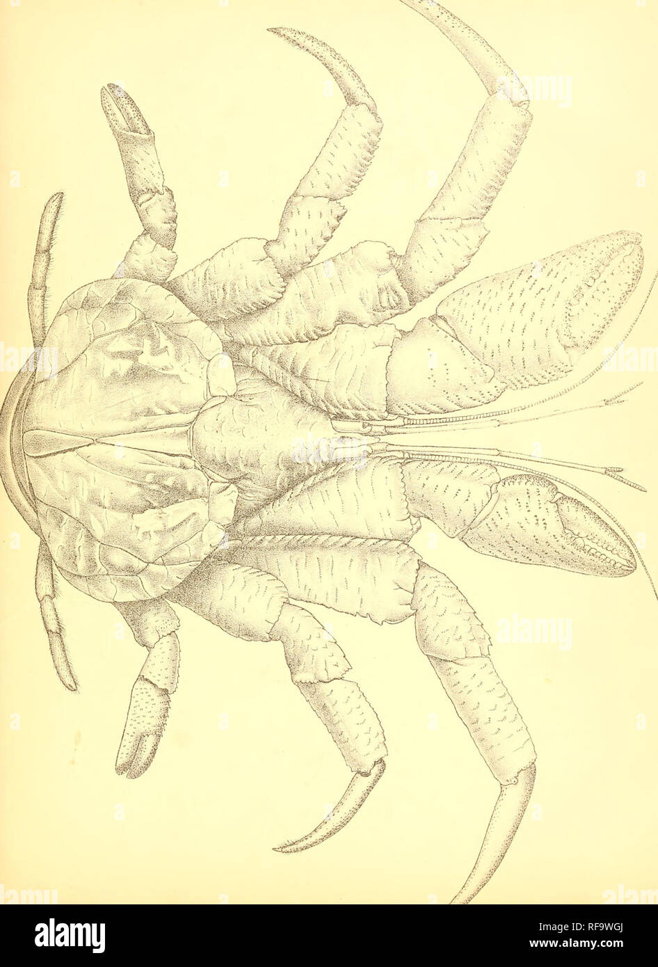 . Catalogo della Indian decapod Crustacea nella collezione del Museo Indiano ... Decapoda (crostacei). W% ^ .-r^l^'^'^ "â â â â â W ^:4 '.io? . '. ^&amp; â "^ â ^- / â â ¢ / â . "Â '-â¢J^ &lt;&lt;y. Si prega di notare che queste immagini vengono estratte dalla pagina sottoposta a scansione di immagini che possono essere state migliorate digitalmente per la leggibilità - Colorazione e aspetto di queste illustrazioni potrebbero non perfettamente assomigliano al lavoro originale. Il Museo Indiano; Alcock, A. (Alfred), 1859-1933. Calcutta, stampati in ordine di fiduciari del Museo Indiano Foto Stock