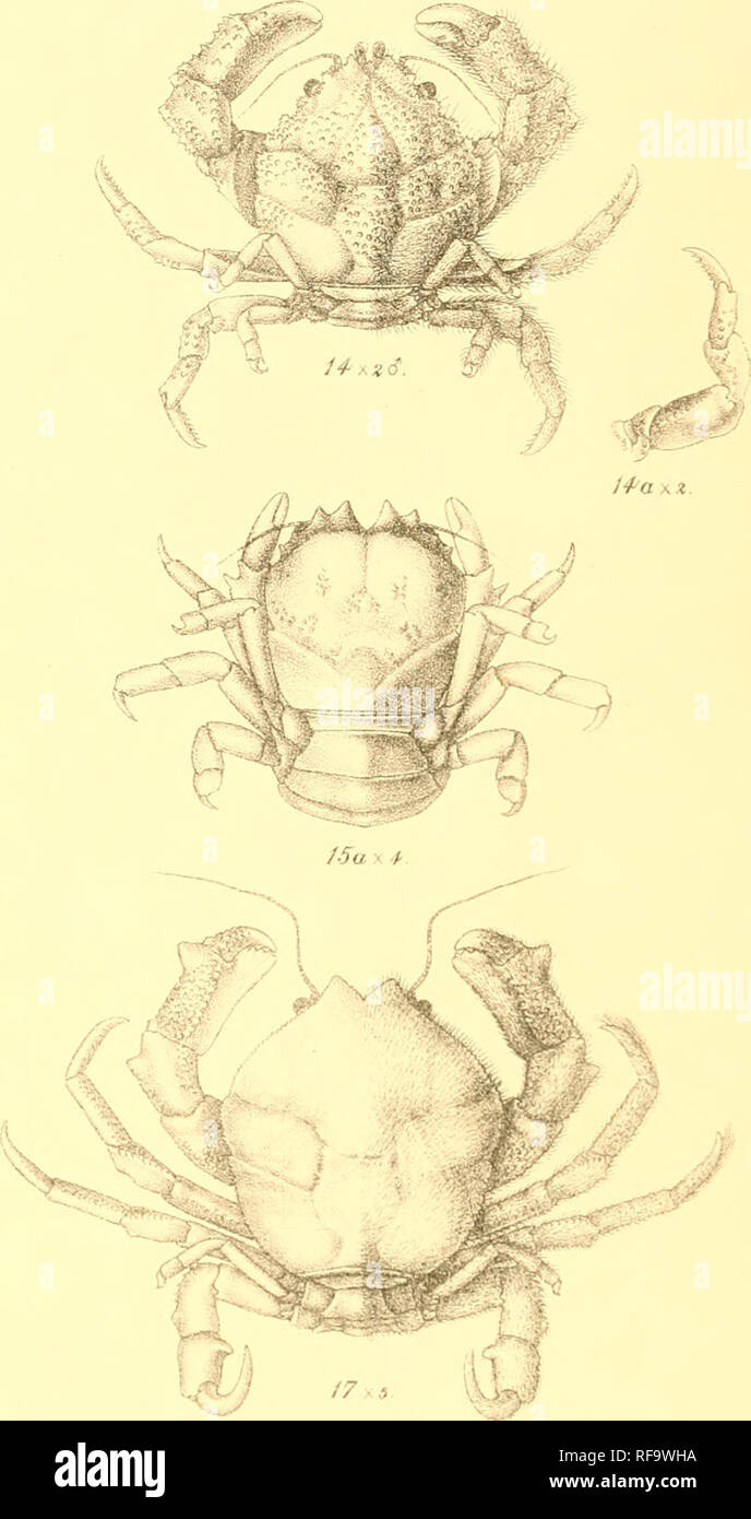 . Catalogo della Indian decapod Crustacea nella collezione del Museo Indiano ... Decapoda (crostacei). S. C.Mondul &AMP; A.C. Chowdhary del.et LiUi. 11. Cripta,odromia hil^endorfl x3. 12. C'ryptodromia ebalioides x 5, 13. Cryplodromia gilesii x 4. 14,14a. Indiche Petalomera x S. 15.15P. Lisiodromia coppingeri x 4, 15.Chonohoecele.q artiliniosus.. Si prega di notare che queste immagini vengono estratte dalla pagina sottoposta a scansione di immagini che possono essere state migliorate digitalmente per la leggibilità - Colorazione e aspetto di queste illustrazioni potrebbero non perfettamente assomigliano al lavoro originale. Il Museo Indiano; Alcock, A. Foto Stock