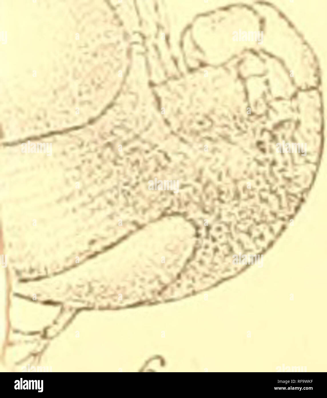 . Catalogo della Indian decapod Crustacea nella collezione del Museo Indiano ... Decapoda (crostacei). ho***' &gt;&GT; Si; ^^^^l^i -v-^' -^. .&Gt; un P. f . ^ ' v" 4 ^ x S^" ;^- , ^^ ^-' ^'tS. Si prega di notare che queste immagini vengono estratte dalla pagina sottoposta a scansione di immagini che possono essere state migliorate digitalmente per la leggibilità - Colorazione e aspetto di queste illustrazioni potrebbero non perfettamente assomigliano al lavoro originale. Il Museo Indiano; Alcock, A. (Alfred), 1859-1933. Calcutta, stampati in ordine di fiduciari del Museo Indiano Foto Stock