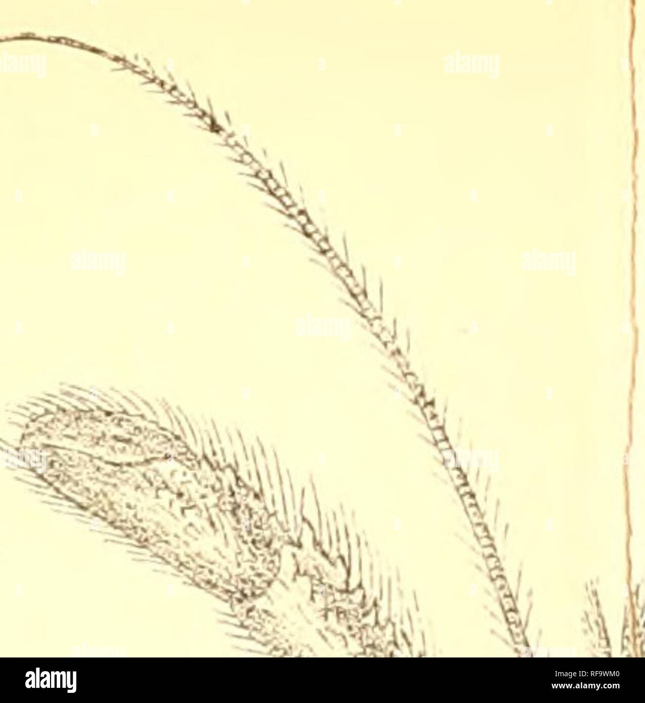. Catalogo della Indian decapod Crustacea nella collezione del Museo Indiano ... Decapoda (crostacei). ^ '':U4i â"¢&GT;sy ' J %.= â &LT;Â"K". -.S^^^- 'jLiiZ:^ '-n g*^ #' 4 '7/. Si prega di notare che queste immagini vengono estratte dalla pagina sottoposta a scansione di immagini che possono essere state migliorate digitalmente per la leggibilità - Colorazione e aspetto di queste illustrazioni potrebbero non perfettamente assomigliano al lavoro originale. Il Museo Indiano; Alcock, A. (Alfred), 1859-1933. Calcutta, stampati in ordine di fiduciari del Museo Indiano Foto Stock