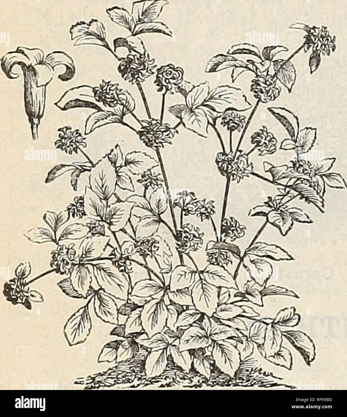 . Catalogo di hardy alberi ornamentali, arbusti, e vigne, Hardy fiori e grandi e piccoli frutti. Vivai (orticoltura) Massachusetts cataloghi; piante ornamentali, cataloghi; alberi piantine cataloghi; arbusti ornamentali cataloghi; fiori Cataloghi Cataloghi di frutta. 98 Catalogo del vivaio di lettura, messa.- J. W. Manning, titolare. La CLEMATIDE - Vergine's Bower. (Itanu)iculacece.) un prezioso classe, dando più prolifici risultati di fiori e tutti di cultura più semplice nel giardino in comune del suolo. I tipi di arrampicata sono lodevoli per la copertura di grigliati e mandrini, e per battute di abbigliamento o di monconi e tru Foto Stock