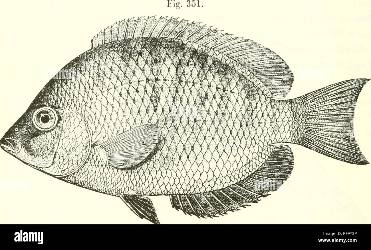 . Catalogo di acqua fresca di pesci in Africa nel British Museum di storia naturale). Pesci e Animali di acqua dolce. 50G C'ICHLID.E. 35-37 ^ ; linee laterali "j-.f', non inferiore che si estende alla radice della caudale. Uniforme scuro al marrone e un round nerastra posto al di sopra del axil; lembi pettorali giallastre. Lunghezza totale 170 millim. Madagascar.-Tvi)e in I^eyden museo. 1- Annuncio. Inierina. Il rev. U. Baron (C).. Taiiiatiive. 2. rAKF/ruorLUs polyactis. iMcek. Vcrsl. Ak. Aiiisterd. xii. 1S78, p. T.^."), jil. iii. fig. 2 ; Sanv. lli&GT;t. Madag., Poiss. ). 446, pis. xliw a. H;;-. 7, e xliv. B. fig. 2 (1891) ; Bouleng Foto Stock