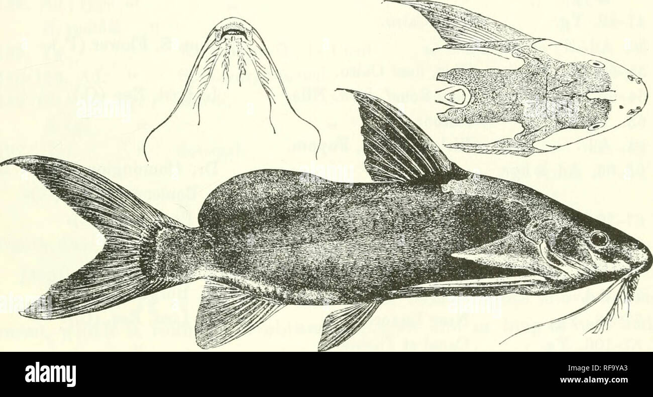 . Catalogo di acqua fresca di pesci in Africa nel British Museum di storia naturale). Pesci e Animali di acqua dolce. SYNODONTIS. 405 elabora appuntita o truncate. Processo omerale molto più lungo che largo, molto obtusely keeled, la chiglia a volte molto indistinto, molto appuntite, solitamente si estende quanto più indietro occipito-nuchal processo. Pelle più o meno villose sui lati. Ho dorsale 7 ; dorso f a poco più di una volta la lunghezza della testa, rettilineo o curvilineo, striati e con spigoli vivi o molto finemente granulato davanti, debolmente seghettato dietro. Tessuto adiposo 3 dorsale a 4| volte più a lungo come profonda, 2^ alla 4^- volte come Foto Stock