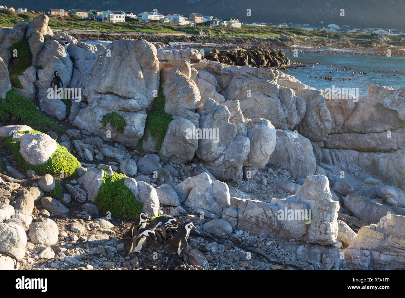 È inusuale per i Penguins africani, Spheniscus demersus, alla razza sulla terraferma, ma hanno il merito di una colonia a Stony Point Riserva Naturale, Betty's Bay Foto Stock