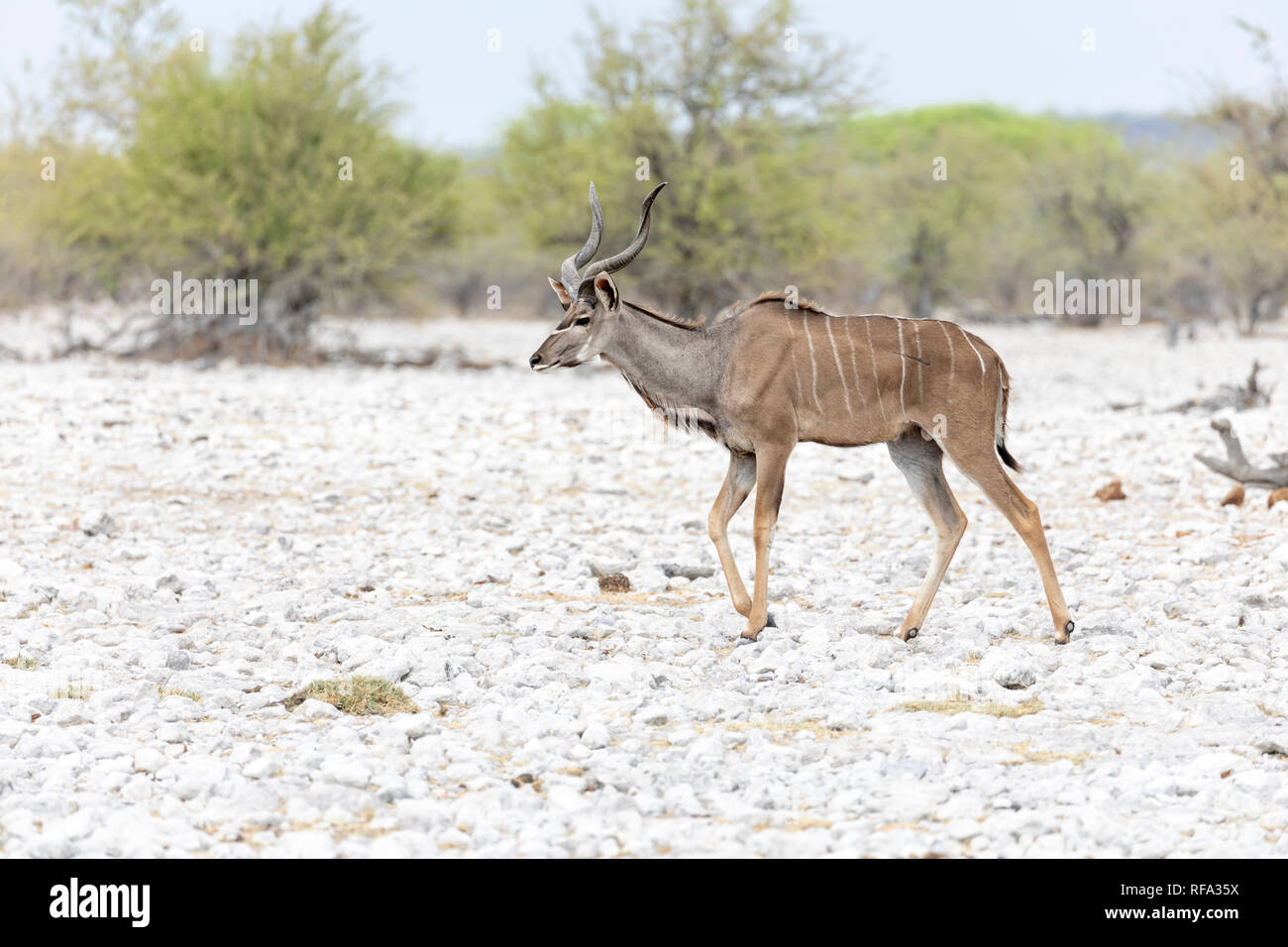 Kudu maggiore (Tragelaphus strepsiceros). Maschio Foto Stock