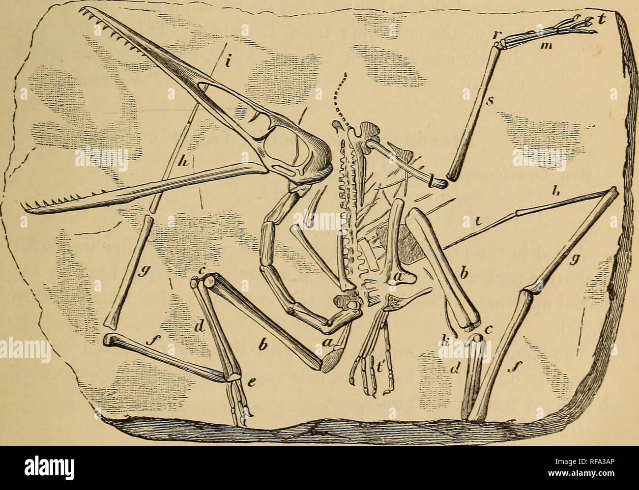 . Catalogo di fossili di rettili e anfibi nel British Museum di storia naturale) ... Da Richard Lydekker ... Rettili fossili; anfibi, fossile. PTEEODACTYLID^:. 5 Pterodactylus antiquus (Sommerring !). Syn. Ornithocephalus antiquus, Sommerring 2. Mi^terodactylus longirostris, Cuvier3. Ornithoceplialus longirostris, Wagler 4. Macrotrachelus longirostris, Giebel5. Questo è il tipo di specie ed è di medie dimensioni; la lunghezza del cranio nel tipo campione è 0,107, e quella di tutta la skeleton circa 0,300. Tipicamente il collo e il rostro sono molto allungato, e i denti non ext Foto Stock