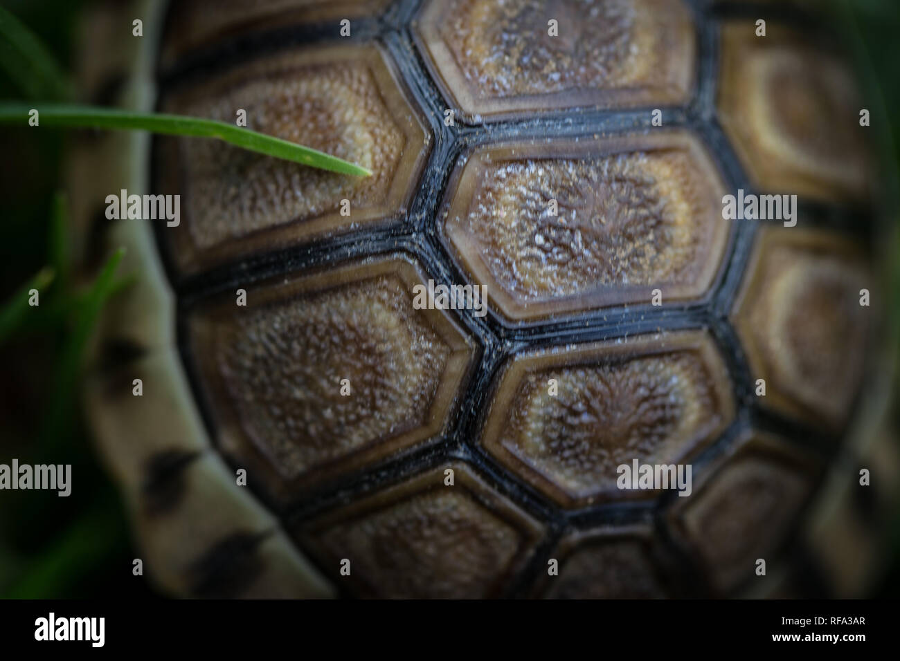 Angolare tartarughe avvengono naturalmente nella macchia secca habitat del sud-ovest le zone costiere del Sud Africa, ma essi vengono comunemente conservati come giardino animali domestici. Foto Stock
