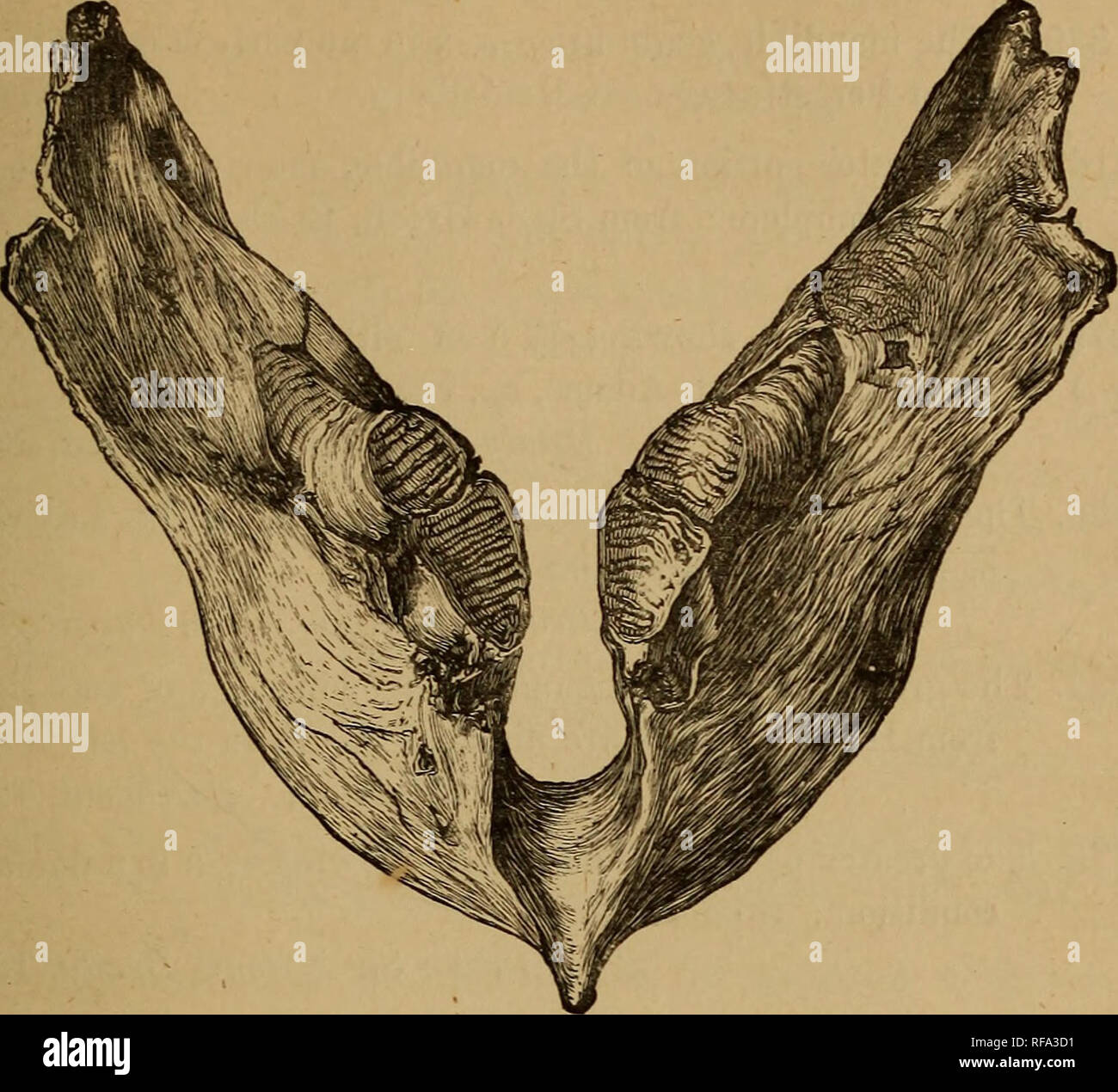 . Catalogo di fossili di mammiferi in British museum di storia naturale). Mammiferi fossili. ELEPHAXTIDJE. 193 Fig. 32.. Elephas primigenius,-mandibola; dragati off la banca Dogger, nel mare JSorth. Molto ridotta. 46208. La porzione anteriore della mandibola, mostrando l'alveolo di un vero ; molare dragati fuori della costa orientale. Raccolta Owles. Acquistato, 1874. 38136. Parte della mandibola, che mostra la completa sinfisi e l'alveolo di m. s di entrambi i lati; trovati nel 1864 nello scavare il drenaggio principale di fognature a Londra. Presentato dai commissari del Consiglio Metropolitano di opere, 1864. 1 Foto Stock