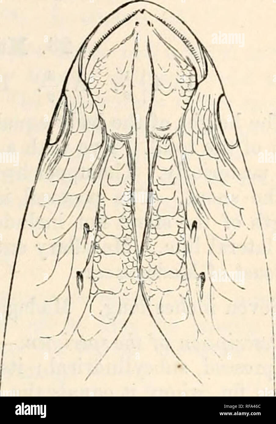 . Catalogo dei pesci in ... Museo. 1. MUGIL. 431 22. Mugil brasiliensis. ? Curema, Marcgr. p. 181; Pisun. p. 70. ]Mugil brasiliensis, Agass. in Sjnx, Pisa. Reggiseni. p. 234. tab. 72 (non buona). ? Mugil incilis, Hancock in Lond. Quart. Juurn. Sc. 1830, p. 127. Mugil curema, Cuv. ^ Val. xi. p. 87 ; Gay, Hist. ADL. Zool. ii. p. 259. ? Mugil petrosus, Cm. 8Io Val. xi. p. 89 ; Gay, I. c. p. 200. D. 4 I i.. A. |. L. lat. 36-38. L. trasv. 12-13. Vert. 11/13. L'altezza del corpo è contenuto quattro volte e mezzo a quattro tempi e quattro quinti della lunghezza complessiva, la lunghezza della testa 5 t Foto Stock