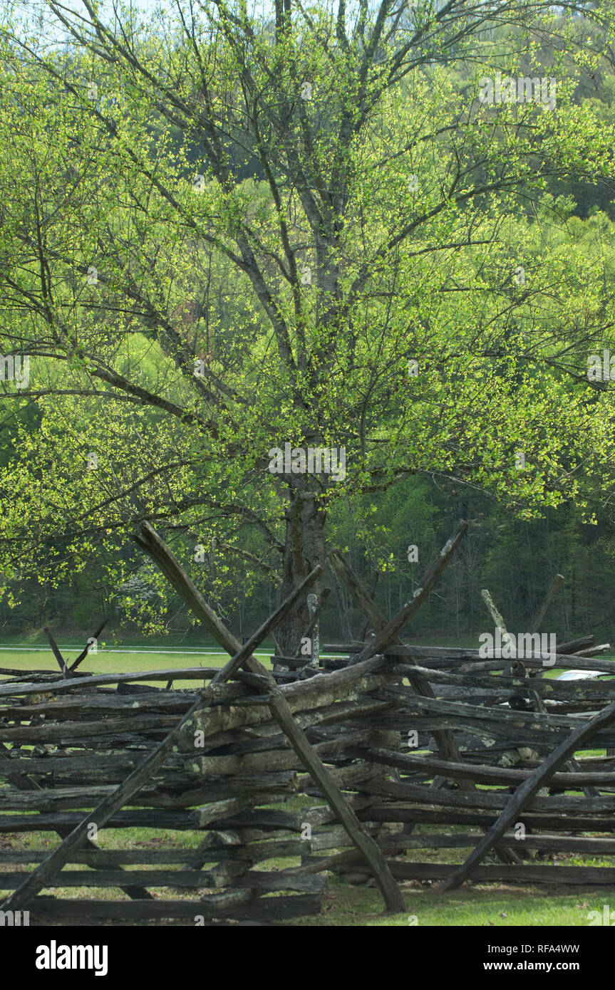 Split-cancellata, Great Smokey Mountains National Park, il confine della NC e TN. Fotografia digitale Foto Stock