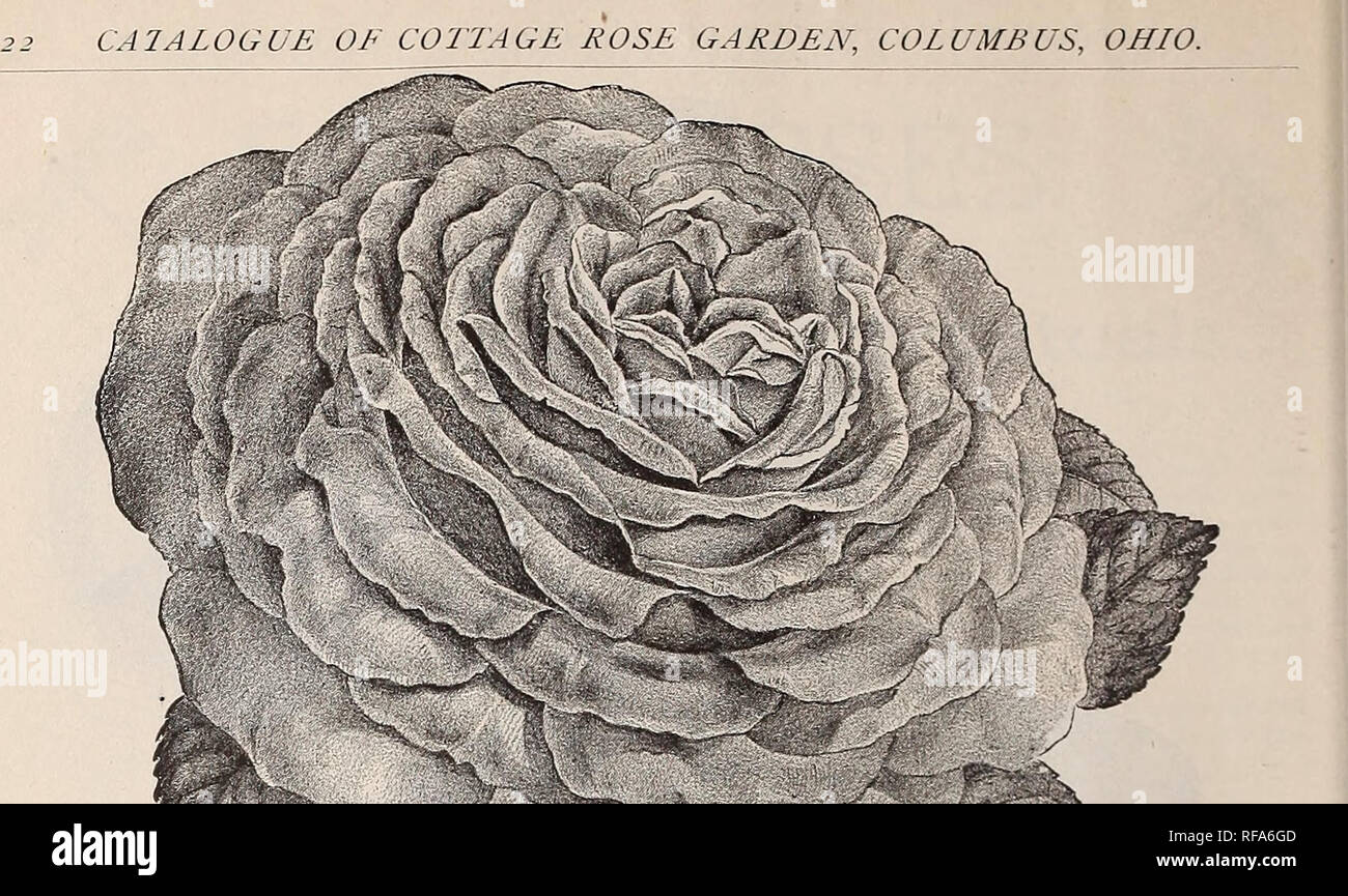 . [Catalogo di] Cottage Giardino di Rose, 1889. Vivaio Ohio cataloghi; fiori cataloghi. . Si prega di notare che queste immagini vengono estratte dalla pagina sottoposta a scansione di immagini che possono essere state migliorate digitalmente per la leggibilità - Colorazione e aspetto di queste illustrazioni potrebbero non perfettamente assomigliano al lavoro originale. Rose Cottage Gardem; Henry G. vivaio di Gilbert e il commercio di sementi Catalogo Collezione. Columbus, Ohio : Cottage Rose Garden Foto Stock