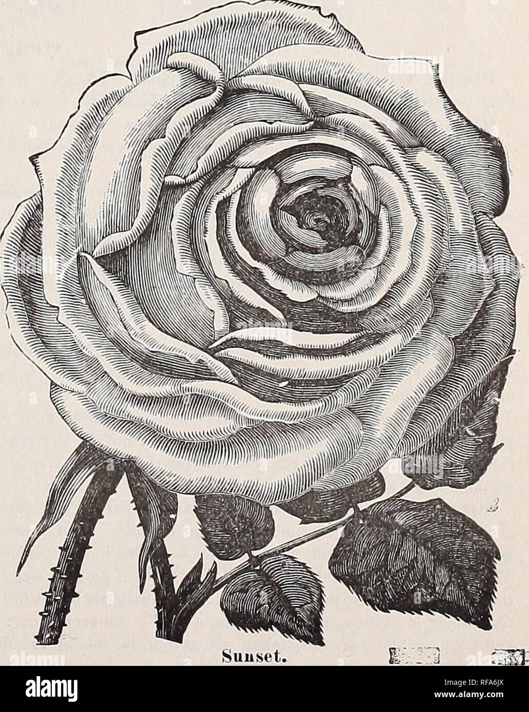 . [Catalogo di] Cottage Giardino di Rose, 1889. Vivaio Ohio cataloghi; fiori cataloghi. Mario VAN HOUTTE.. Si prega di notare che queste immagini vengono estratte dalla pagina sottoposta a scansione di immagini che possono essere state migliorate digitalmente per la leggibilità - Colorazione e aspetto di queste illustrazioni potrebbero non perfettamente assomigliano al lavoro originale. Rose Cottage Gardem; Henry G. vivaio di Gilbert e il commercio di sementi Catalogo Collezione. Columbus, Ohio : Cottage Rose Garden Foto Stock