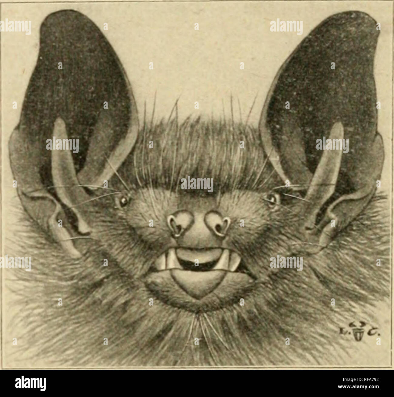 . Un catalogo della collezione di mammiferi in campo Columbian Museum. Campo Museo Colombiano; mammiferi. VESPERTILIO.. Fig. LXVI. VESPERTILIO Fuscus. Brown Bat. Ho1-20. 21. 22- -25- 26. 27. 28. 29. 30- -31- 32- -36. 37- 38- -45- 46- -54. 55- -60. 61. 62. 63- -66. Adulto + p. Chiricahua Mountains, Arizona. W. W. prezzo. Adulti - Pres. Greenway, Arkansas. L. Mitchell. Adulto o' P. contea di Waterloo, Ontario. G. F. Dippie. Adulto ? P. contea di Waterloo, Ontario. G. F. Dippie. 9 adulti Exch. Hickman County, Kentucky. Am. Mus. Xat. Hist. N. Y. H. H. &AMP; C. S. Brimley. Adulto c" P. Billings, Montana. E Foto Stock