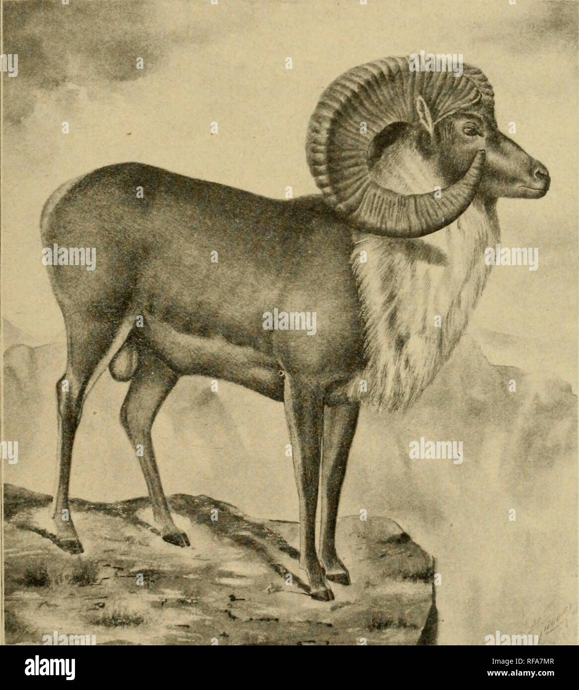 . Un catalogo della collezione di mammiferi in campo Columbian Museum. Campo Museo Colombiano; mammiferi. !•? 4-6. Adulto 9 P. Le montagne vicino al fiume Stickeen, i8 miglia da Glenora, British Columbia. H. Pidgeon. 7. Juv. 9 P. Le montagne vicino al fiume Stickeen, 18 miglia da Glenora, British Columbia. H. Pidgeon. 8. Juv. c? P. Le montagne vicino al fiume Stickeen, 18 miglia da Glenora, British Columbia. H. Pidgeon. 179. Ovis dalli (Nelson). Ovis dalli montana nel., Proc. U. S. Nat. %Us,., 1884, P- 12. Ovis dalli Elliot, Syn. N. Am. Mamm., F. C. M. Pub., 11, 1901, p. 47. Zool. Ser. Id. Check-L. Mamm. N. AM Foto Stock