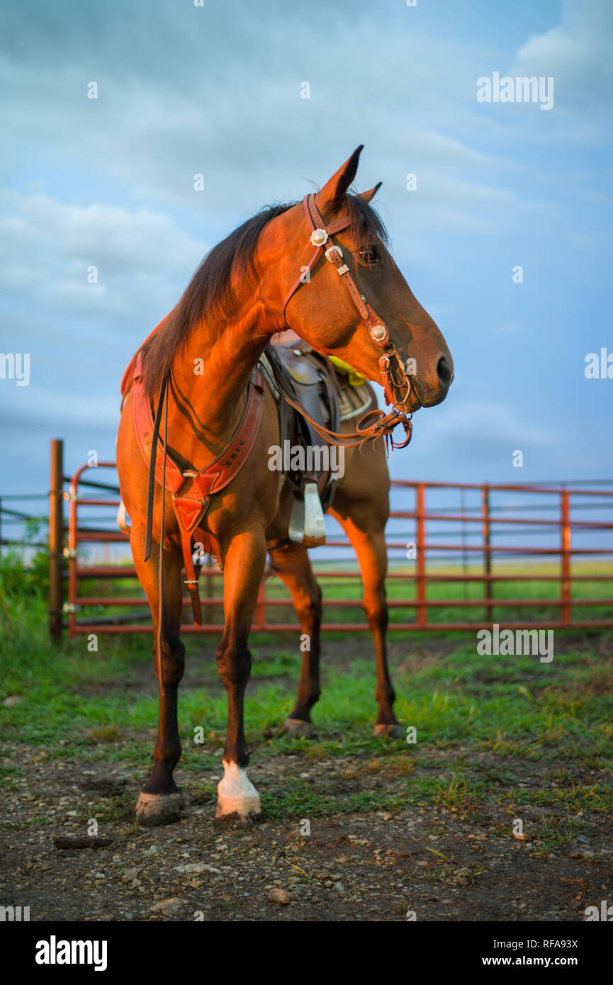 Flint Hills nell est del Kansas, Stati Uniti d'America, sono alcuni dei più intatti tallgrass prairie ecosistemi, mai solcato dai primi coloni, ancora utilizzati per il pascolo Foto Stock