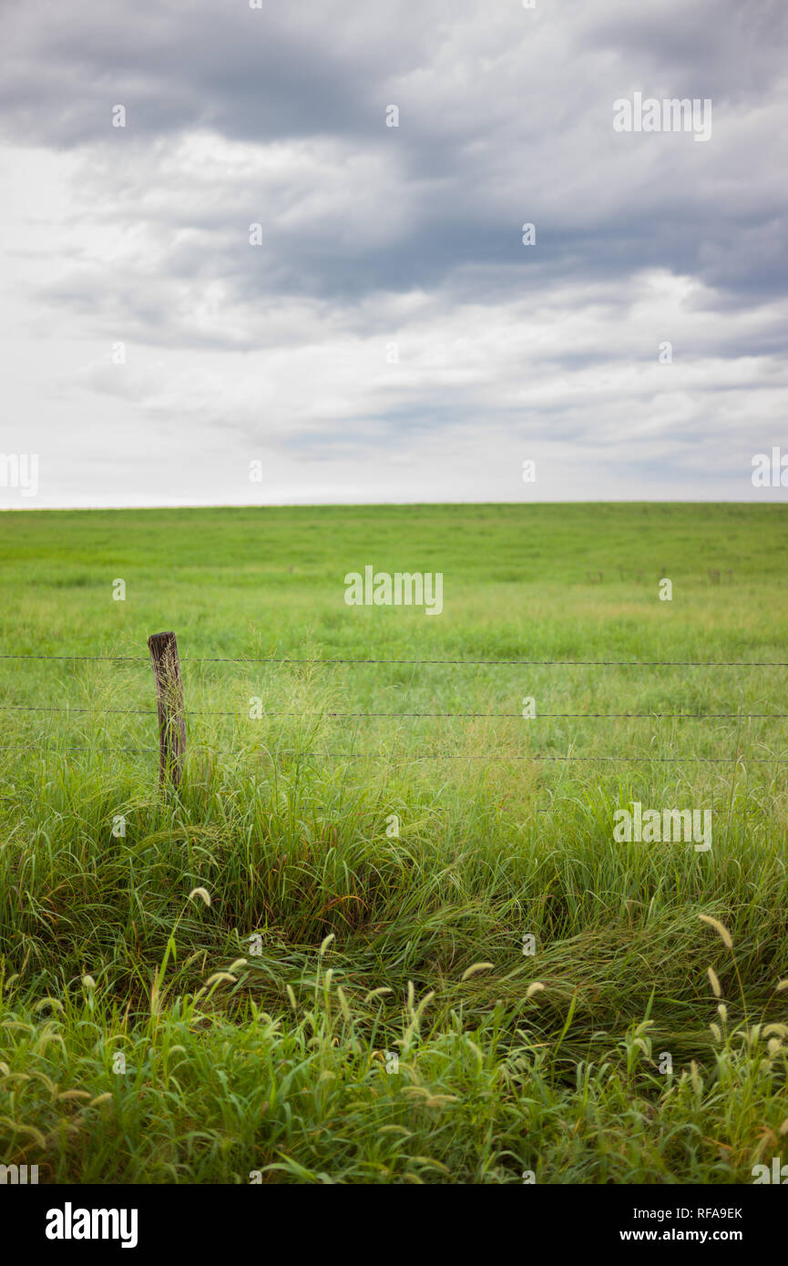 Flint Hills nell est del Kansas, Stati Uniti d'America, sono alcuni dei più intatti tallgrass prairie ecosistemi, mai solcato dai primi coloni, ancora utilizzati per il pascolo Foto Stock