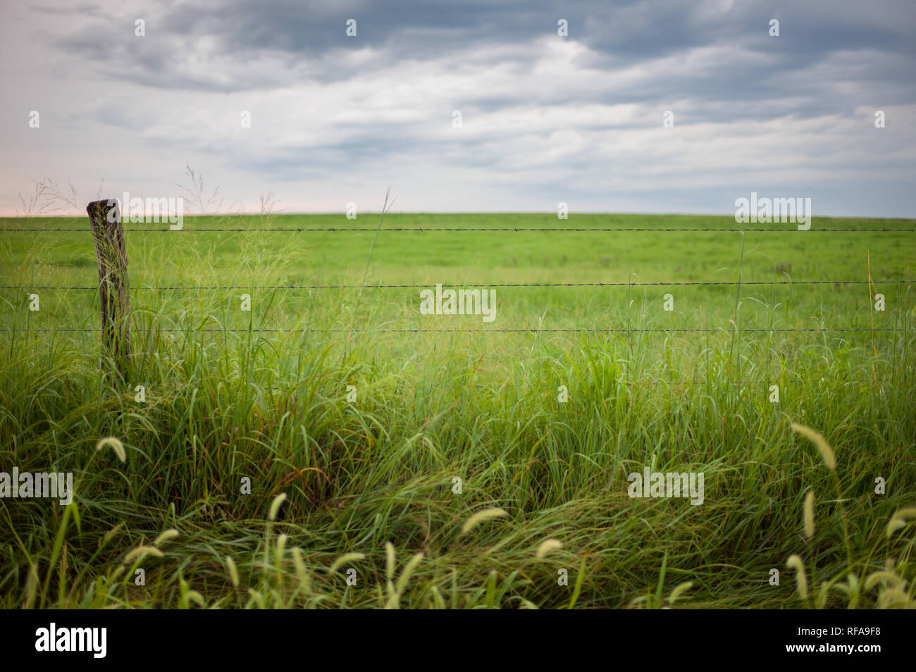 Flint Hills nell est del Kansas, Stati Uniti d'America, sono alcuni dei più intatti tallgrass prairie ecosistemi, mai solcato dai primi coloni, ancora utilizzati per il pascolo Foto Stock