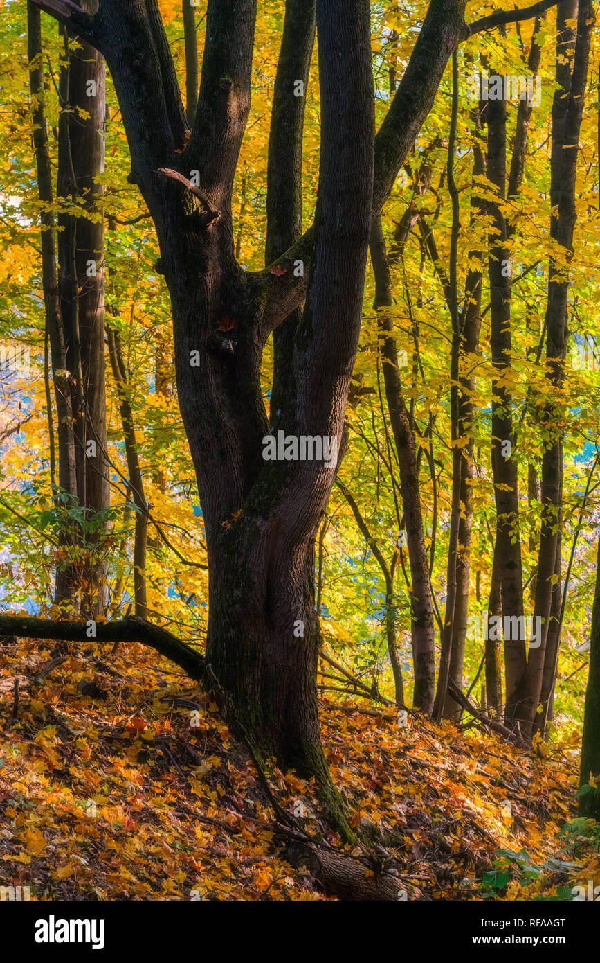 Tranquillo paesaggio autunnale che mostra un magnifico vecchio albero con foglie colorate nel parco con luce morbida Foto Stock