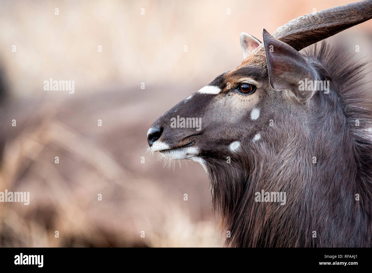 Il profilo laterale della testa di un maschio di Nyala, Tragelaphus angasii, orecchie e perked, guardando lontano Foto Stock
