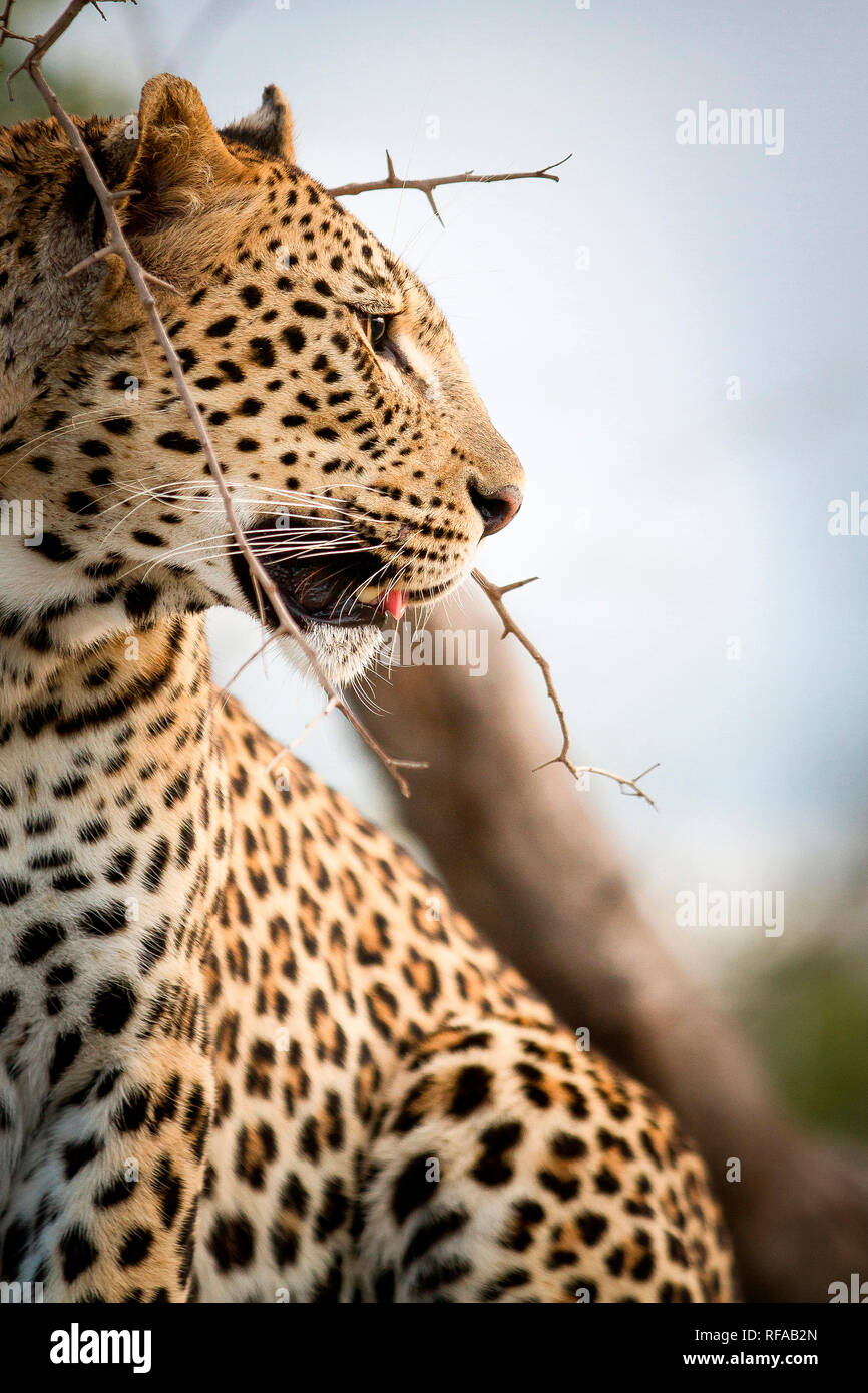 Un profilo laterale di un leopard's head, Panthera pardus, guardando lontano, la bocca aperta, ramo spinoso in primo piano Foto Stock