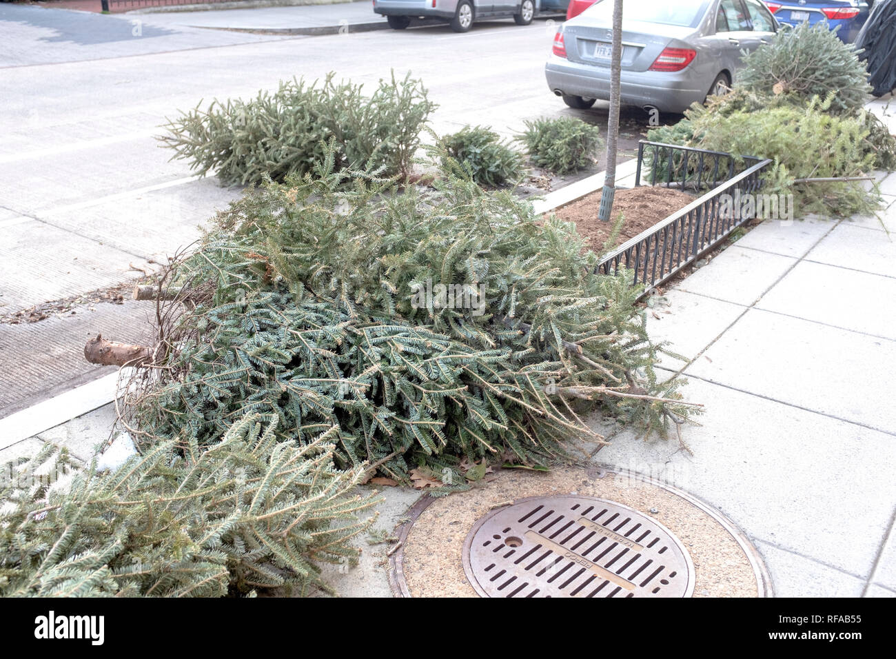 Scartati alberi di Natale che attendono risposta da DC servizi della città, 1500 Blocco di R Street, dal Chastleton appartamenti. Foto Stock
